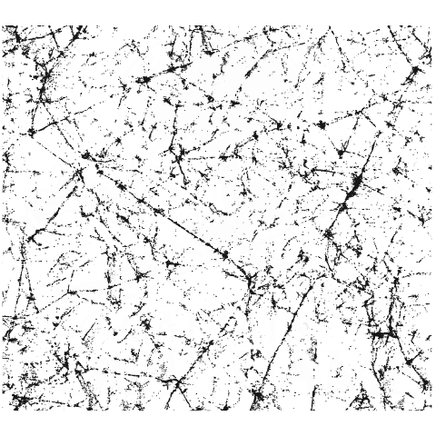 Pirate Captain